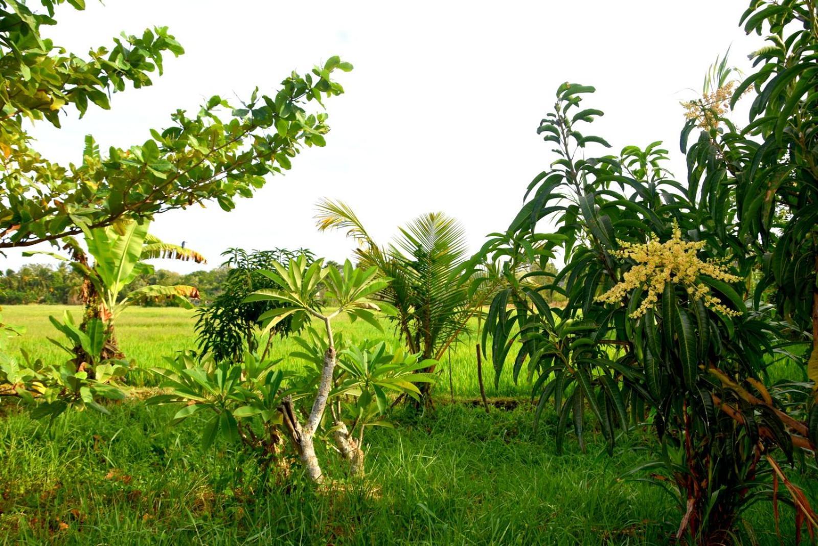 Meegahapokuna Resort Holambra Exterior foto